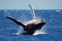 6 Night Sri Lankan Adventure for 2 - A Jewel In The Indian Ocean